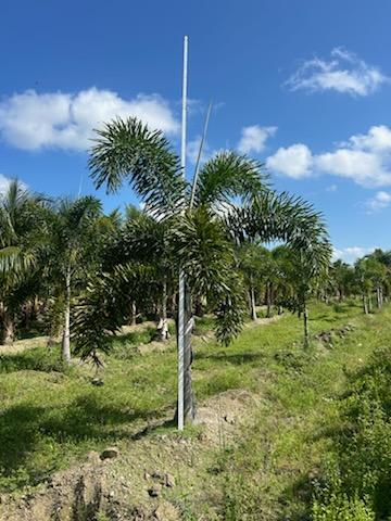 wodyetia-bifurcata-foxtail-palm
