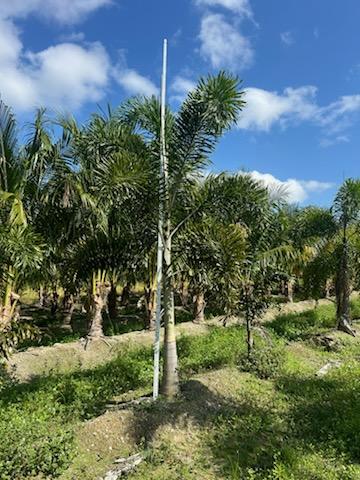 wodyetia-bifurcata-foxtail-palm