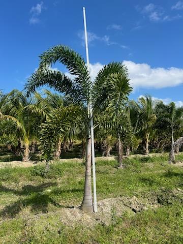 wodyetia-bifurcata-foxtail-palm