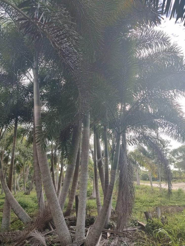 wodyetia-bifurcata-foxtail-palm
