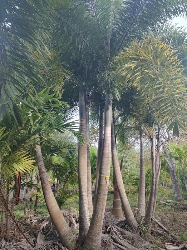 wodyetia-bifurcata-foxtail-palm