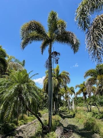 wodyetia-bifurcata-foxtail-palm