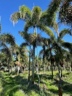 wodyetia-bifurcata-foxtail-palm