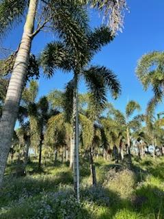 wodyetia-bifurcata-foxtail-palm