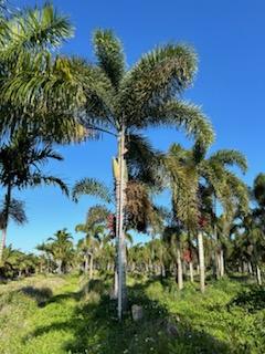 wodyetia-bifurcata-foxtail-palm