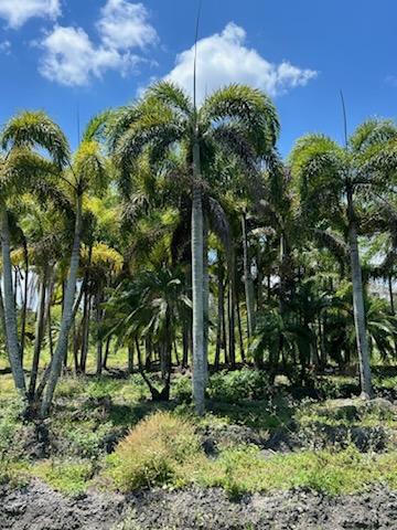 wodyetia-bifurcata-foxtail-palm