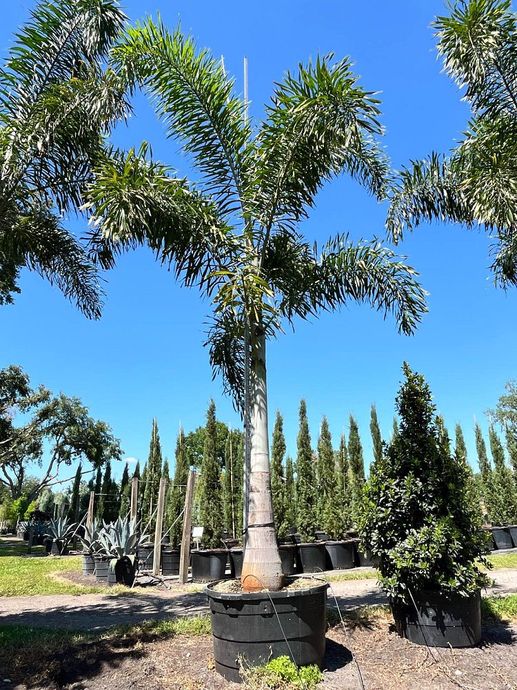 wodyetia-bifurcata-foxtail-palm