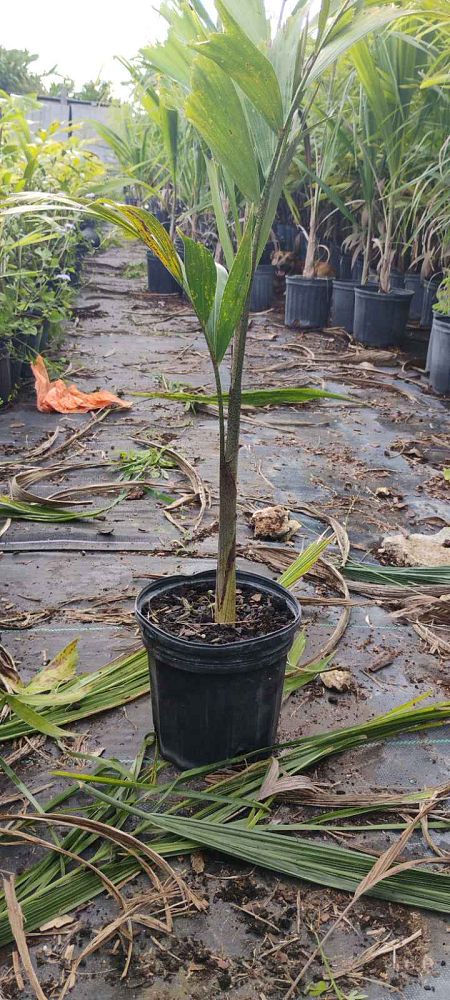 wodyetia-bifurcata-foxtail-palm