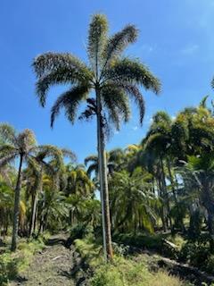 wodyetia-bifurcata-foxtail-palm