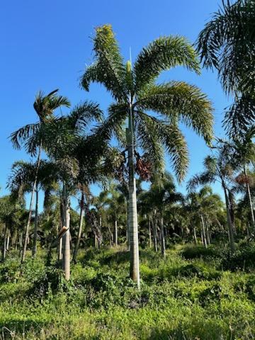 wodyetia-bifurcata-foxtail-palm