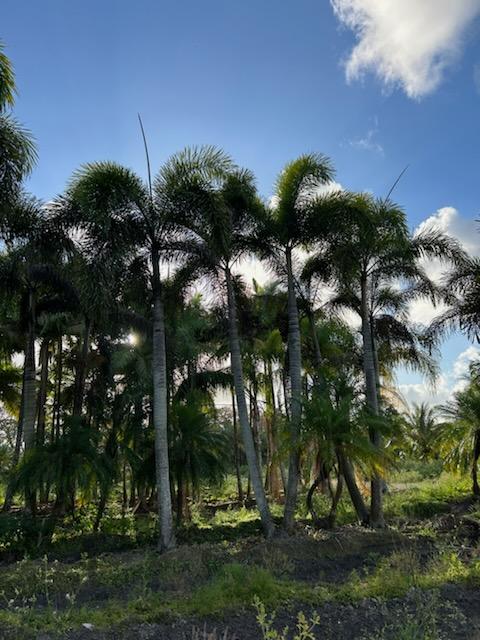 wodyetia-bifurcata-foxtail-palm