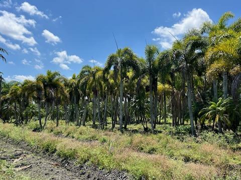 wodyetia-bifurcata-foxtail-palm