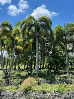 wodyetia-bifurcata-foxtail-palm