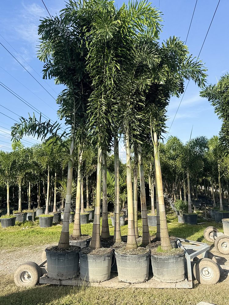 wodyetia-bifurcata-foxtail-palm