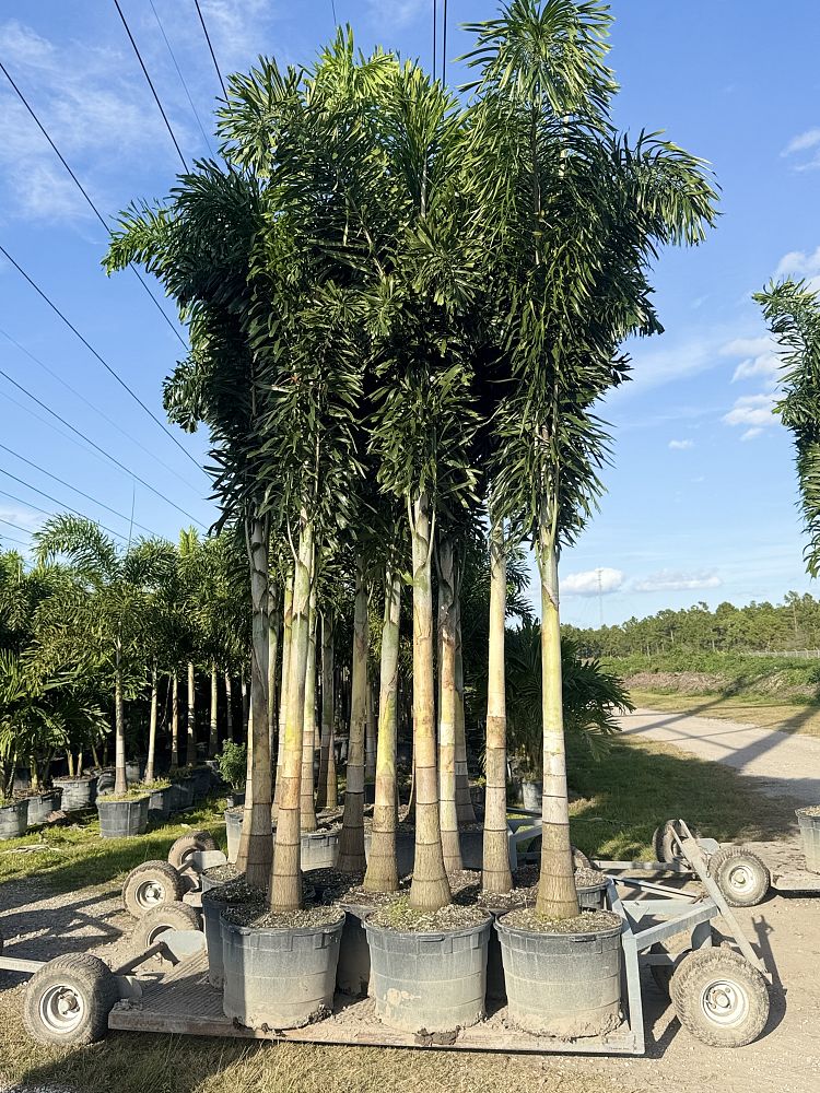 wodyetia-bifurcata-foxtail-palm