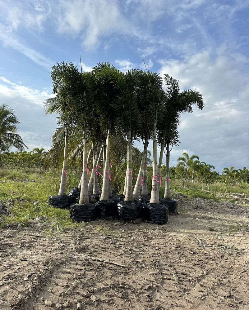 wodyetia-bifurcata-foxtail-palm
