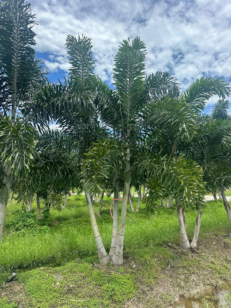 wodyetia-bifurcata-foxtail-palm
