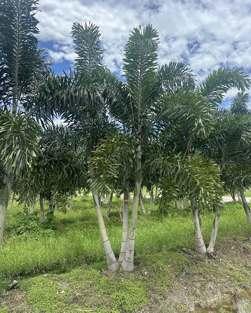 wodyetia-bifurcata-foxtail-palm