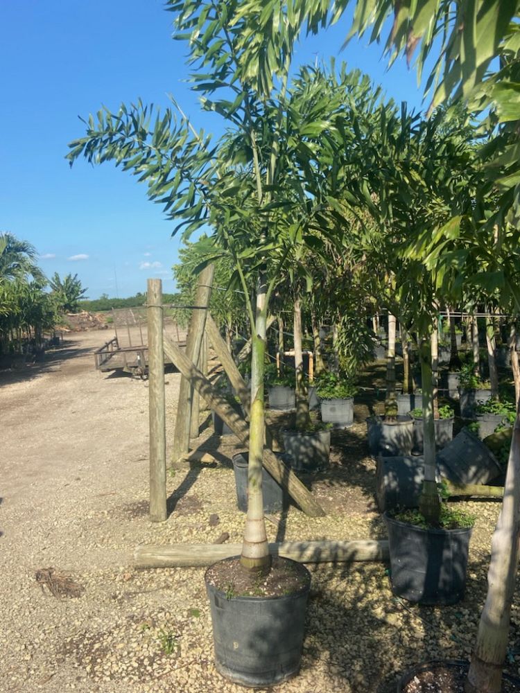 wodyetia-bifurcata-foxtail-palm