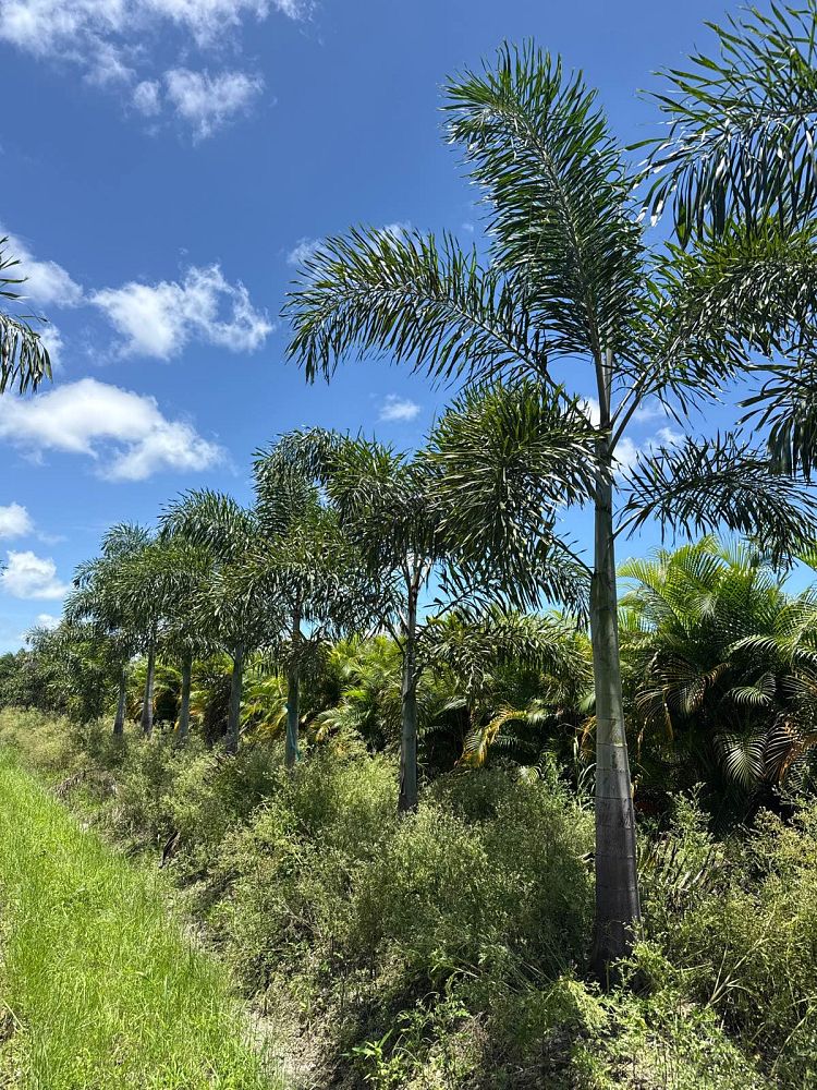 wodyetia-bifurcata-foxtail-palm