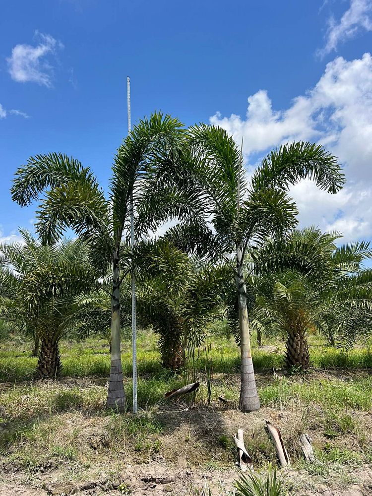 wodyetia-bifurcata-foxtail-palm