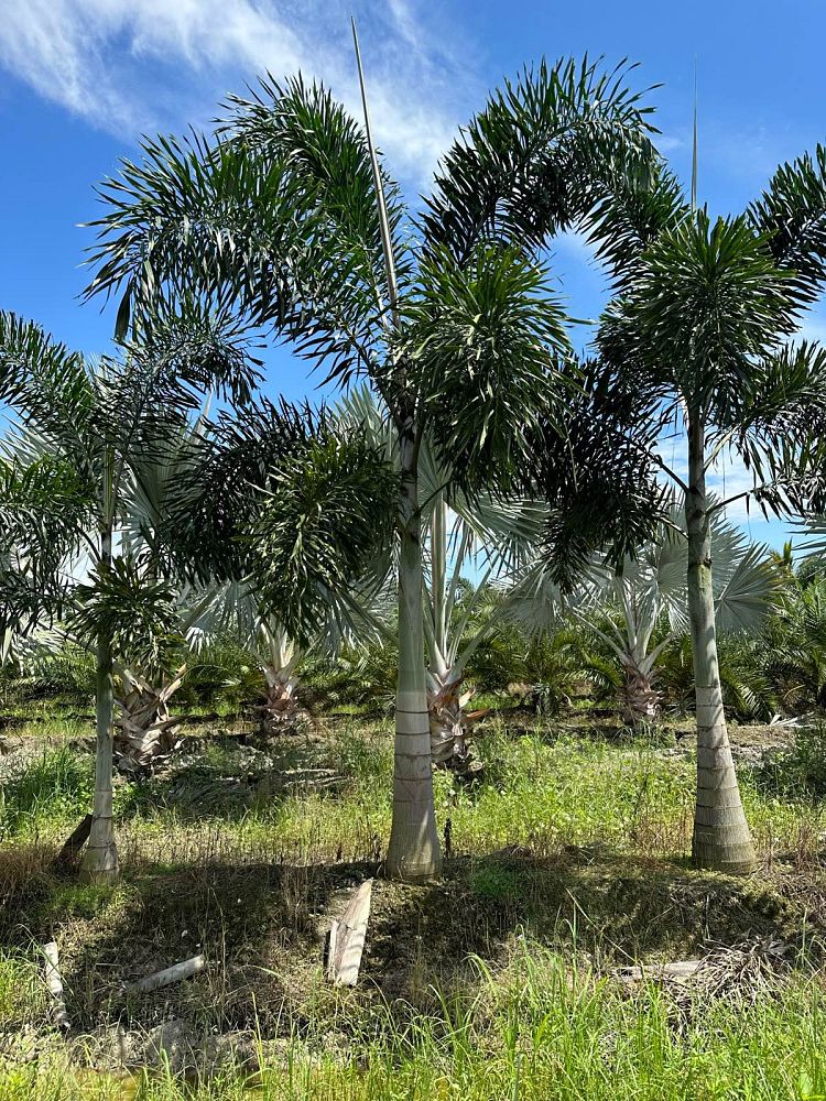 wodyetia-bifurcata-foxtail-palm