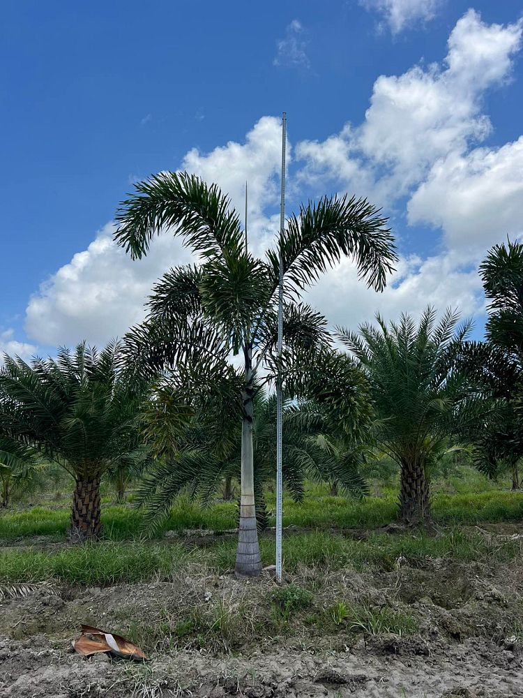 wodyetia-bifurcata-foxtail-palm