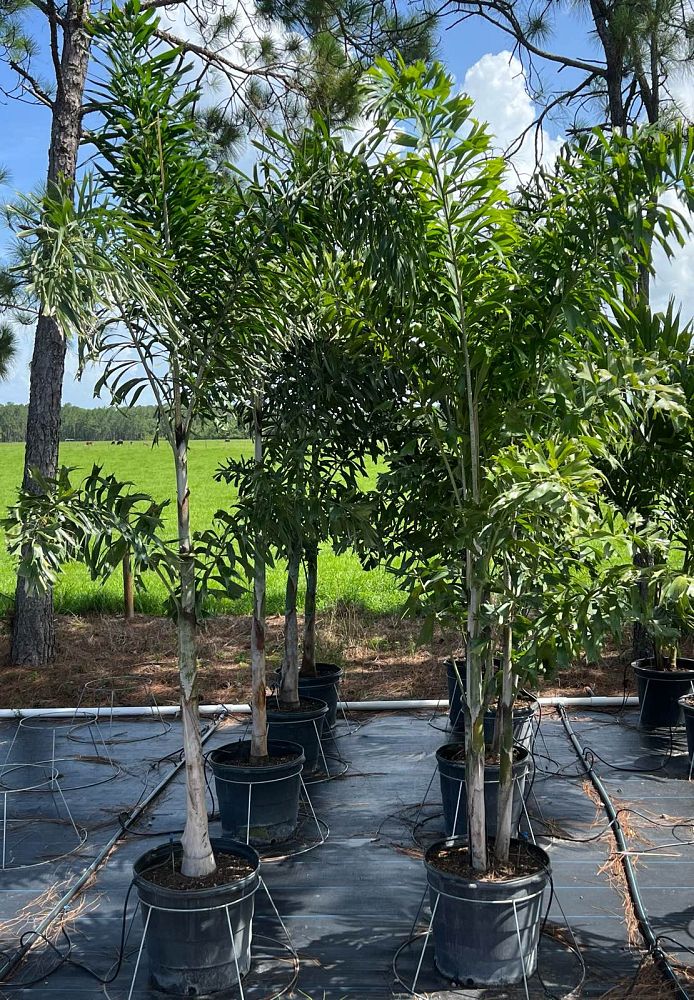 wodyetia-bifurcata-foxtail-palm