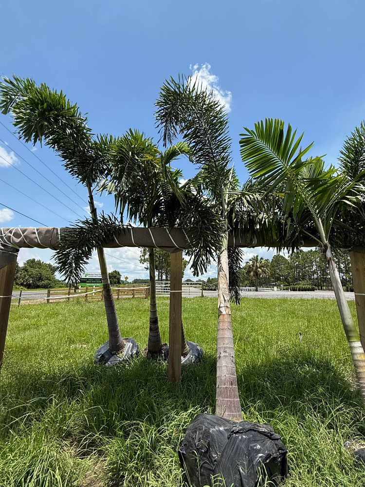 wodyetia-bifurcata-foxtail-palm