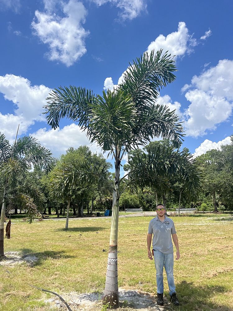 wodyetia-bifurcata-foxtail-palm