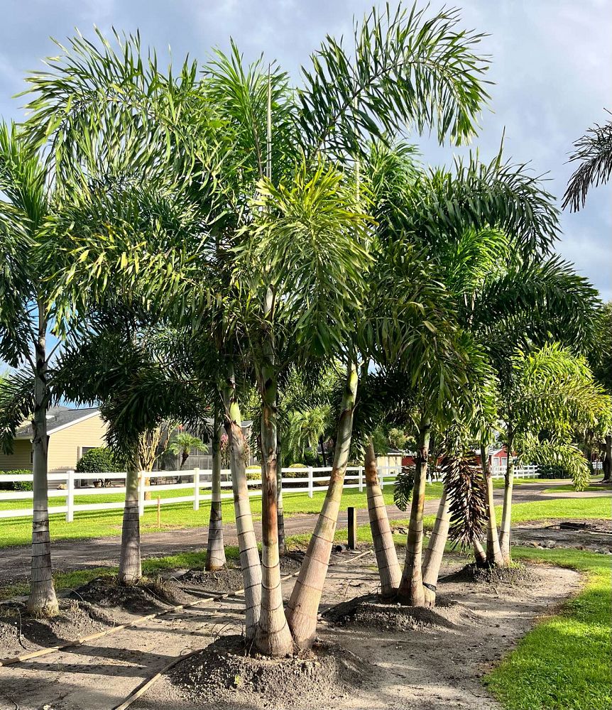 wodyetia-bifurcata-foxtail-palm
