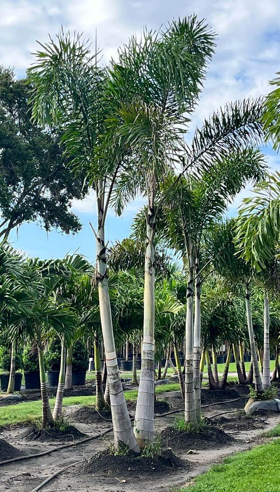 wodyetia-bifurcata-foxtail-palm