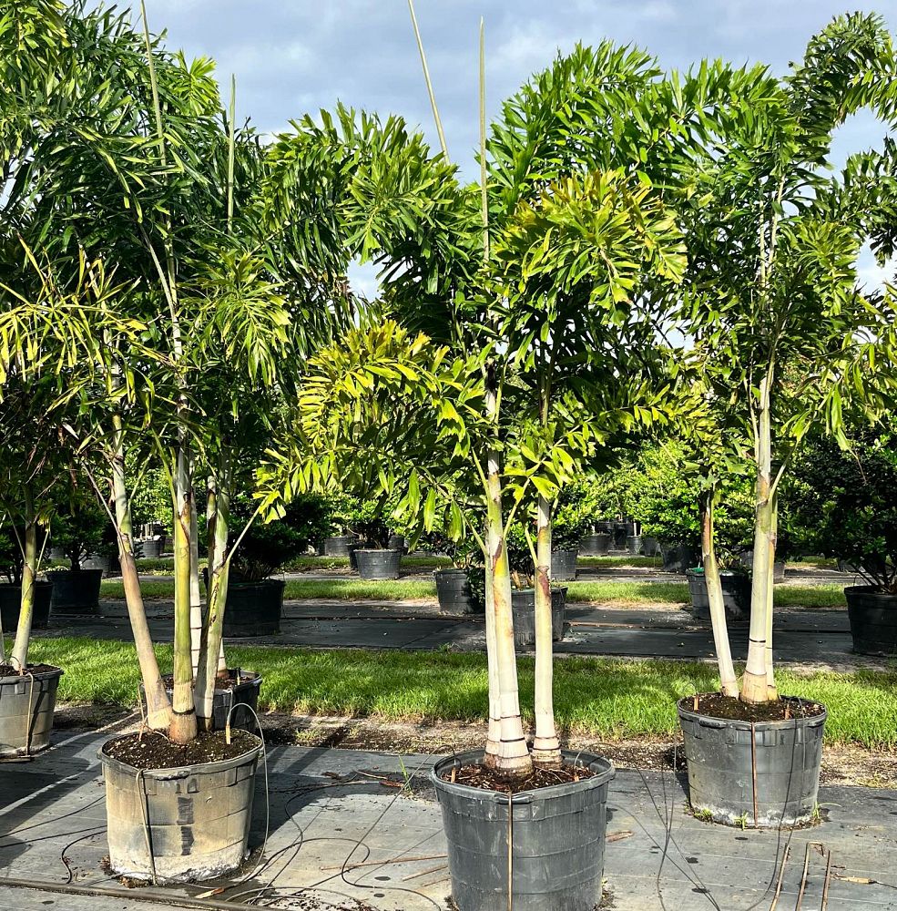 wodyetia-bifurcata-foxtail-palm