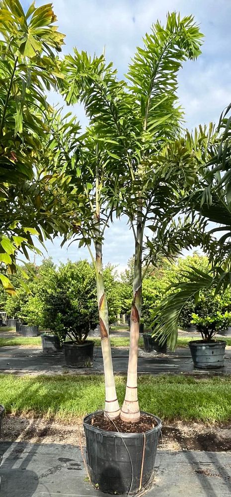 wodyetia-bifurcata-foxtail-palm