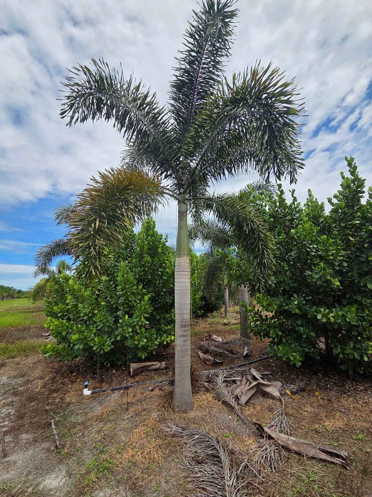 wodyetia-bifurcata-foxtail-palm