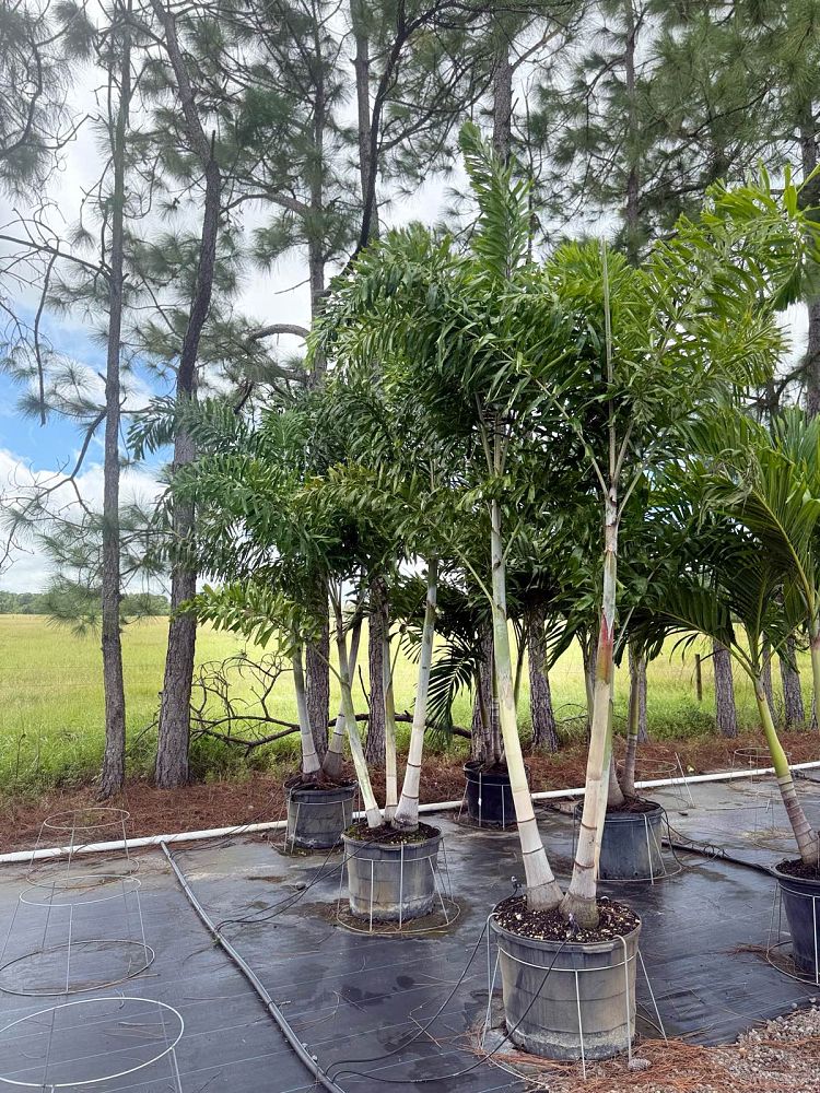 wodyetia-bifurcata-foxtail-palm