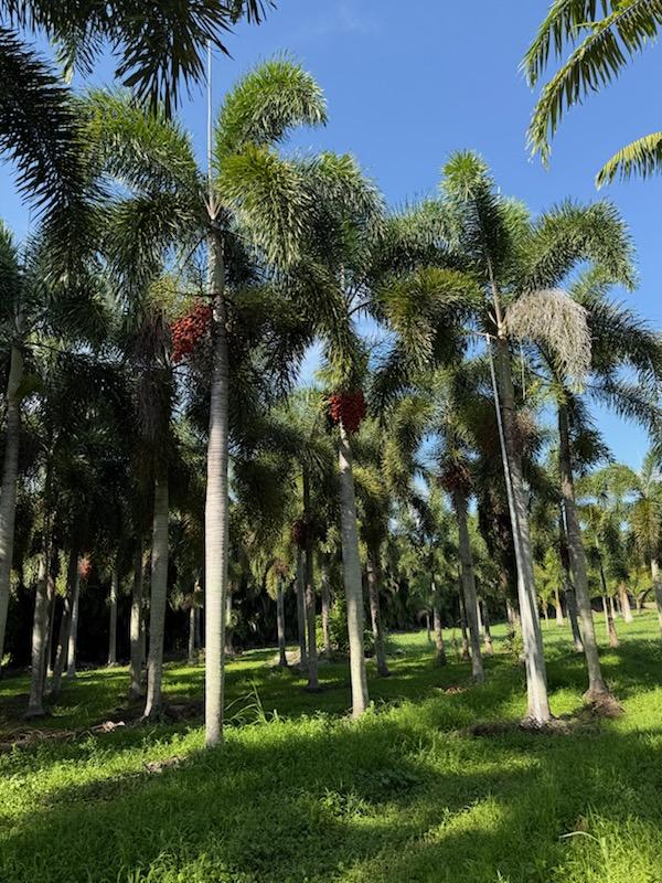 wodyetia-bifurcata-foxtail-palm