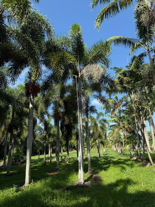 wodyetia-bifurcata-foxtail-palm