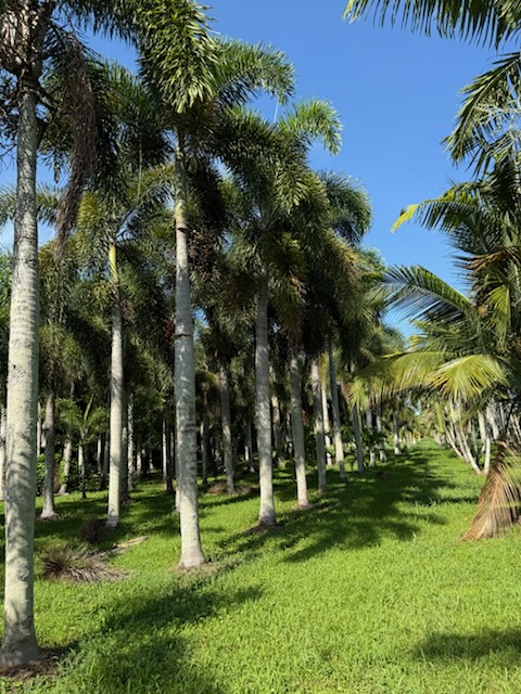 wodyetia-bifurcata-foxtail-palm