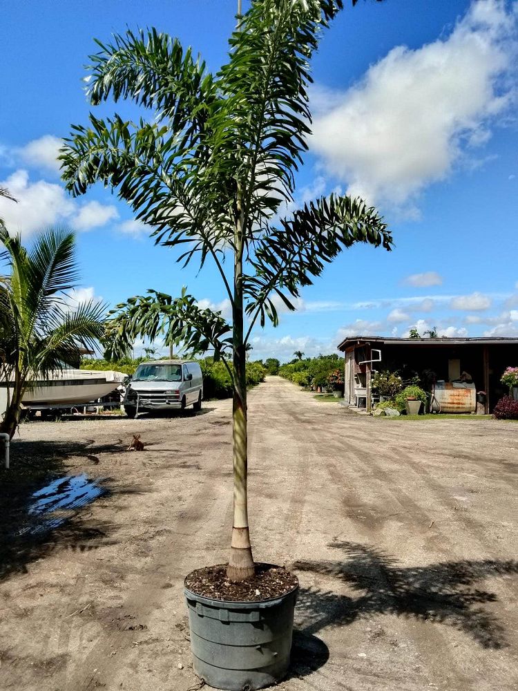 wodyetia-bifurcata-foxtail-palm