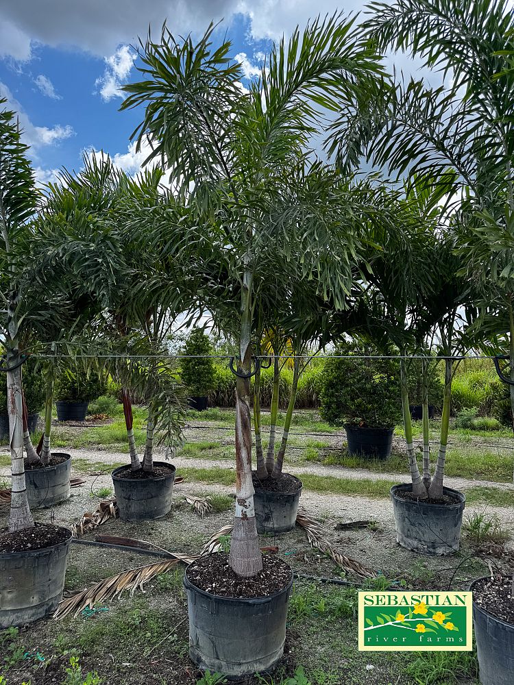 wodyetia-bifurcata-foxtail-palm
