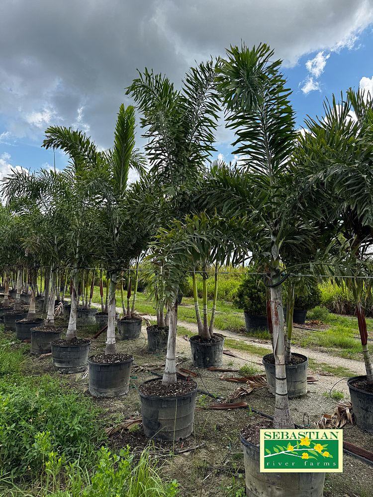 wodyetia-bifurcata-foxtail-palm