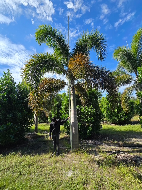 wodyetia-bifurcata-foxtail-palm