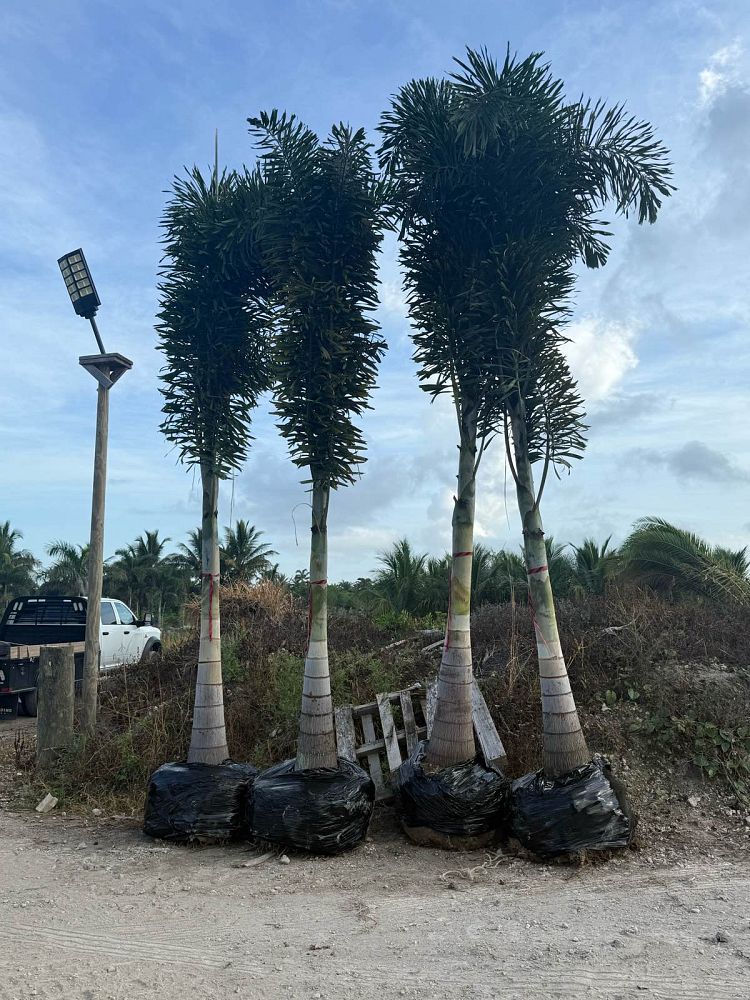 wodyetia-bifurcata-foxtail-palm