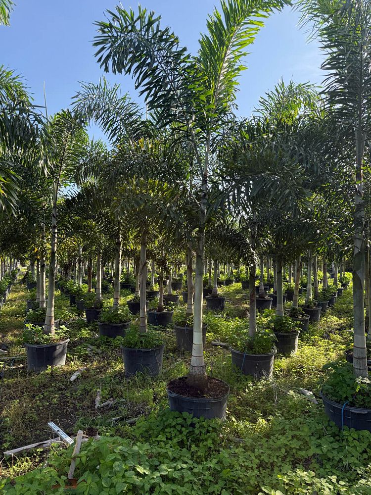 wodyetia-bifurcata-foxtail-palm