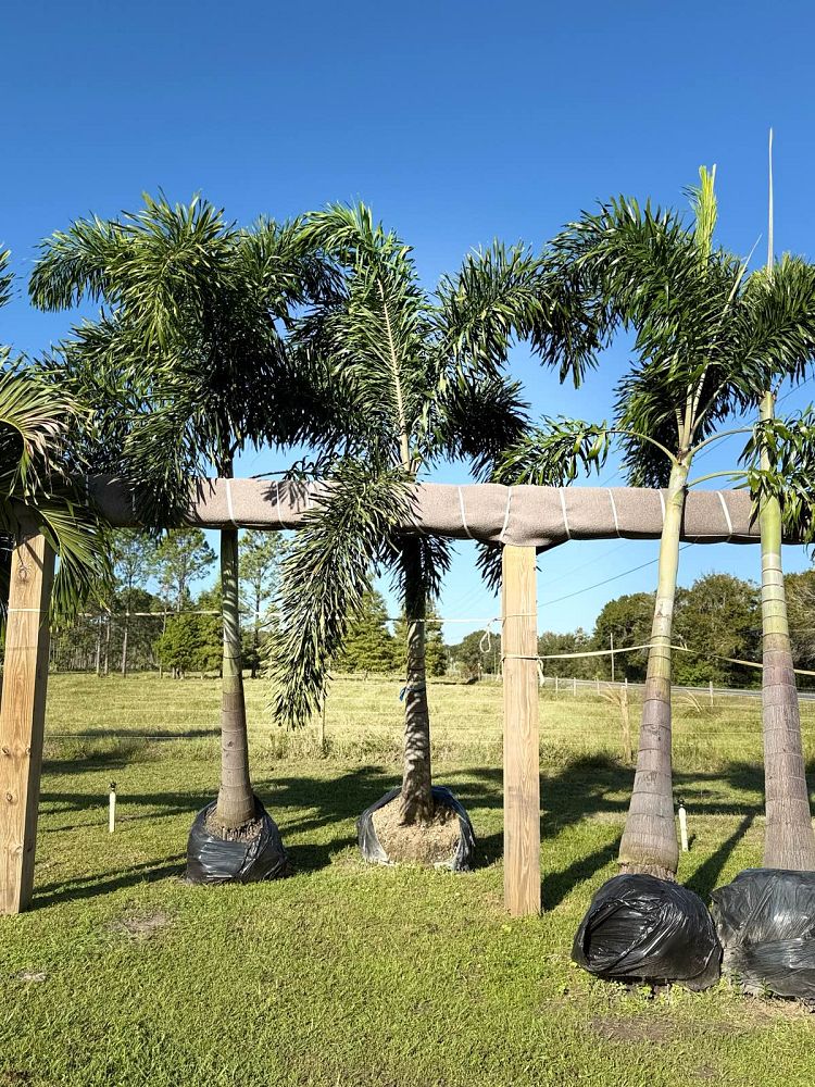 wodyetia-bifurcata-foxtail-palm