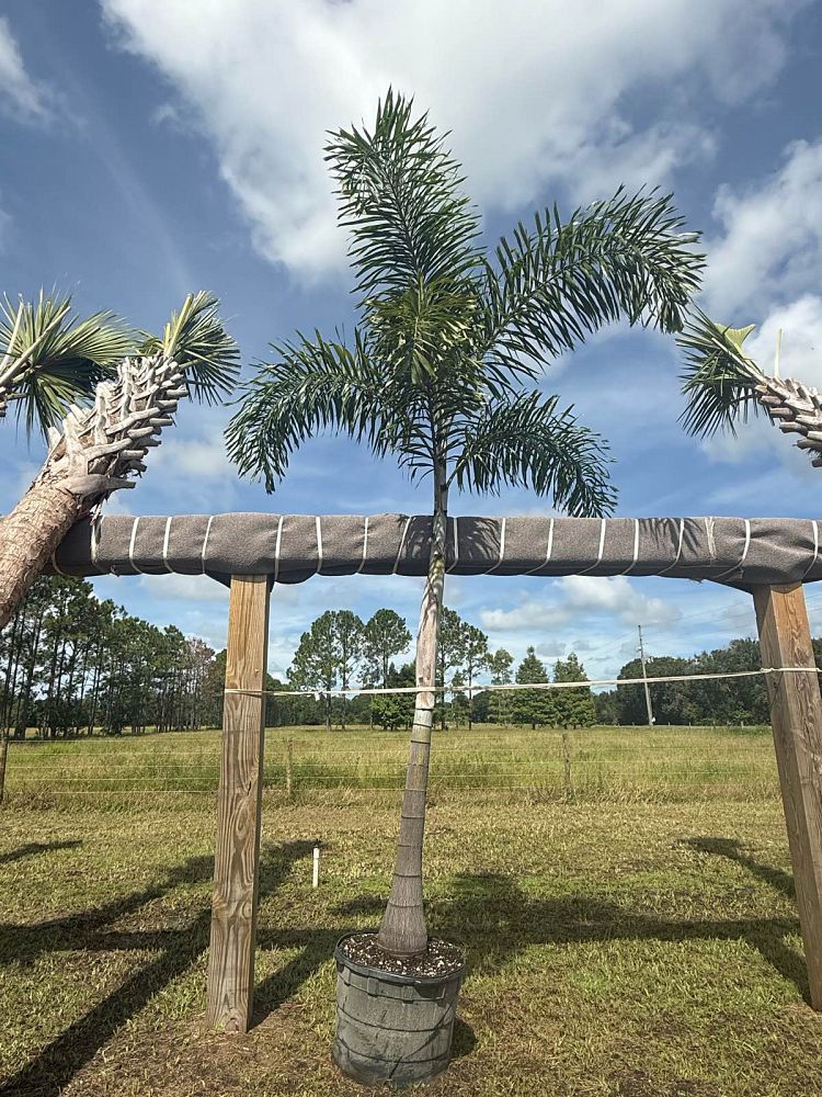 wodyetia-bifurcata-foxtail-palm