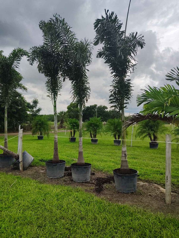 wodyetia-bifurcata-foxtail-palm