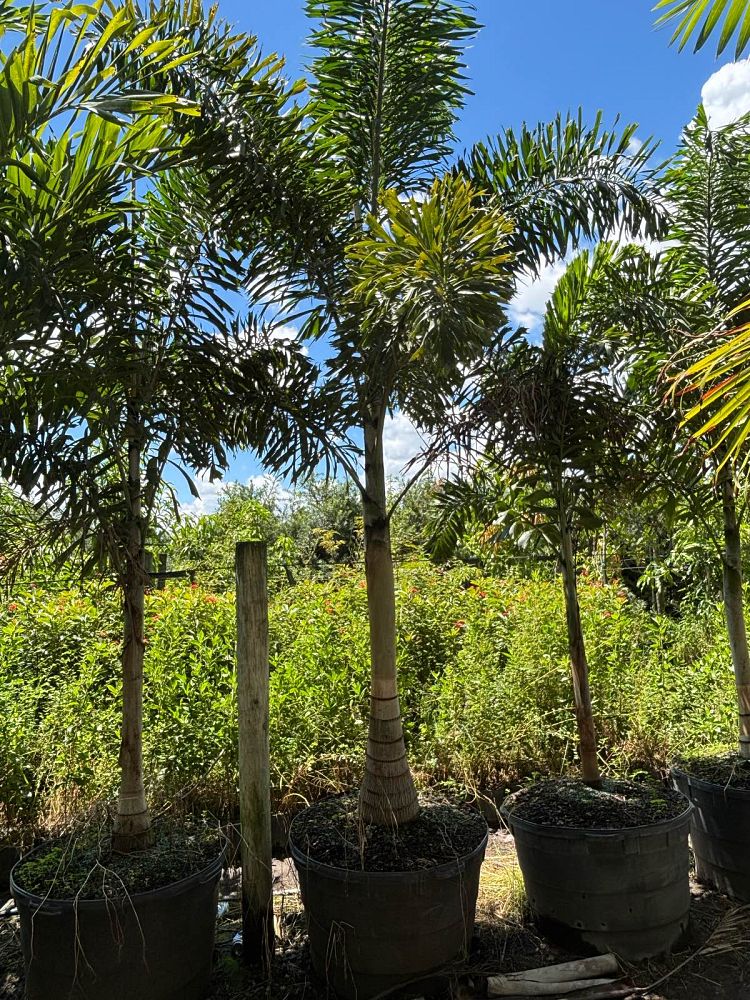 wodyetia-bifurcata-foxtail-palm