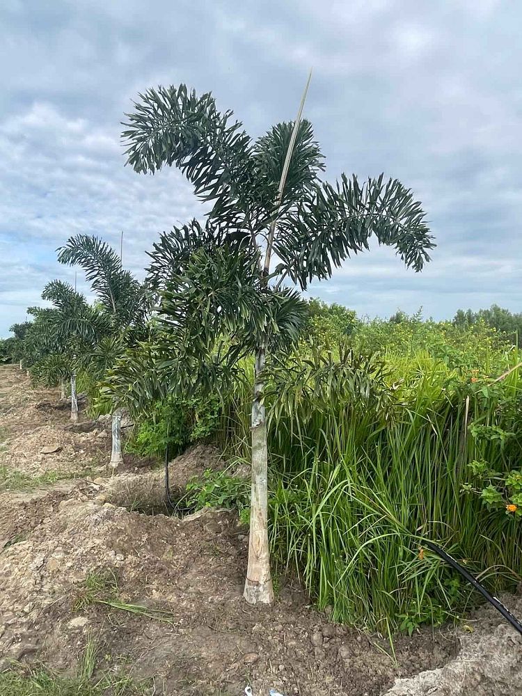 wodyetia-bifurcata-foxtail-palm